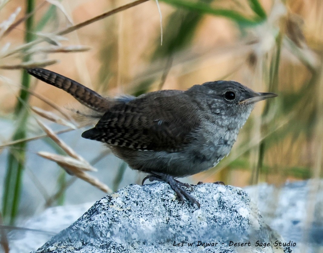 Northern House Wren - ML641834336