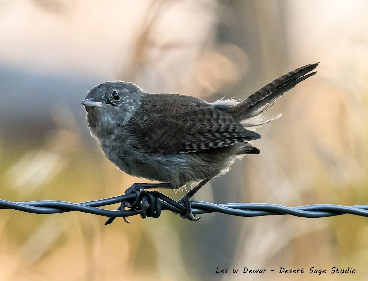Northern House Wren - ML641834337