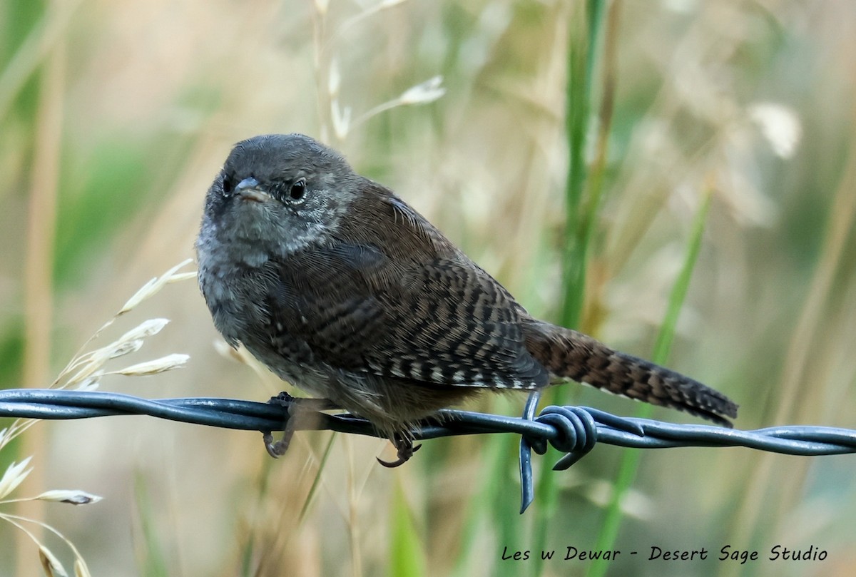 Northern House Wren - ML641834338