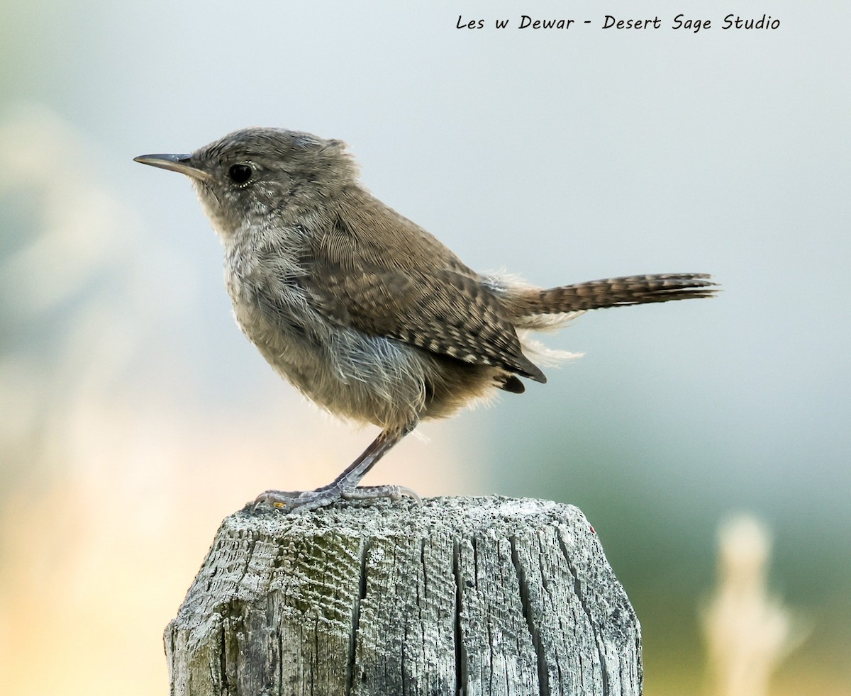 Northern House Wren - ML641834339