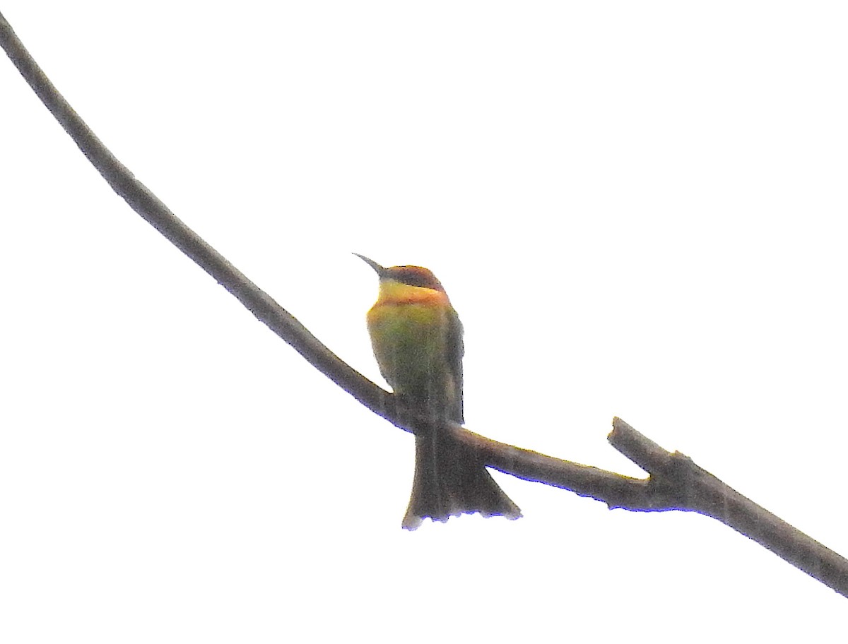Chestnut-headed Bee-eater - ML641834357