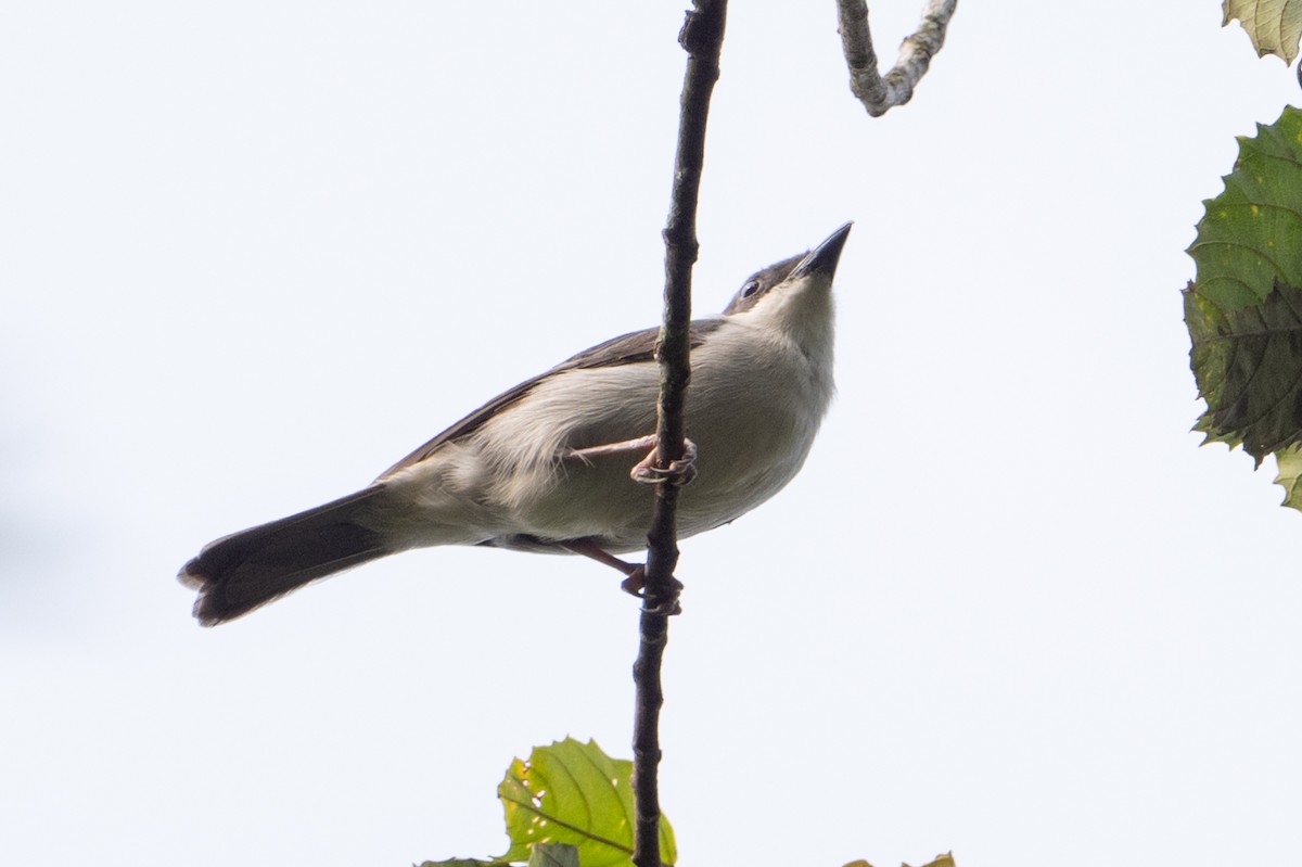 White-breasted Nigrita - ML641834358