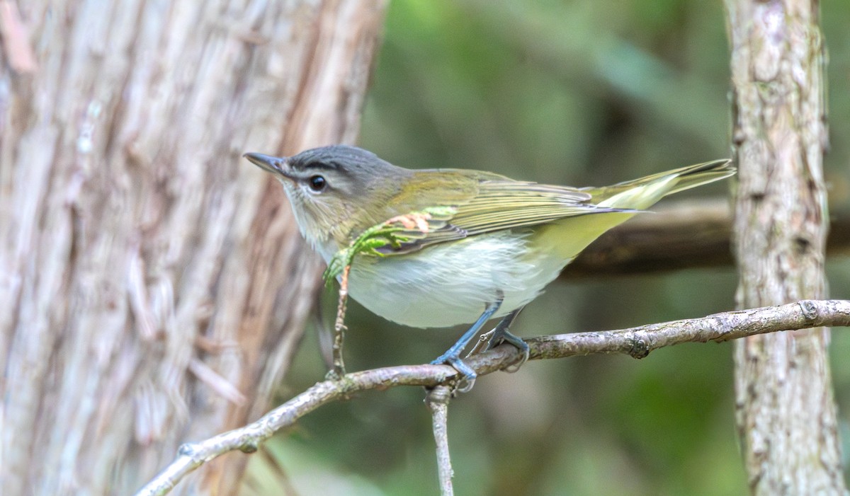 Red-eyed Vireo - ML641834382
