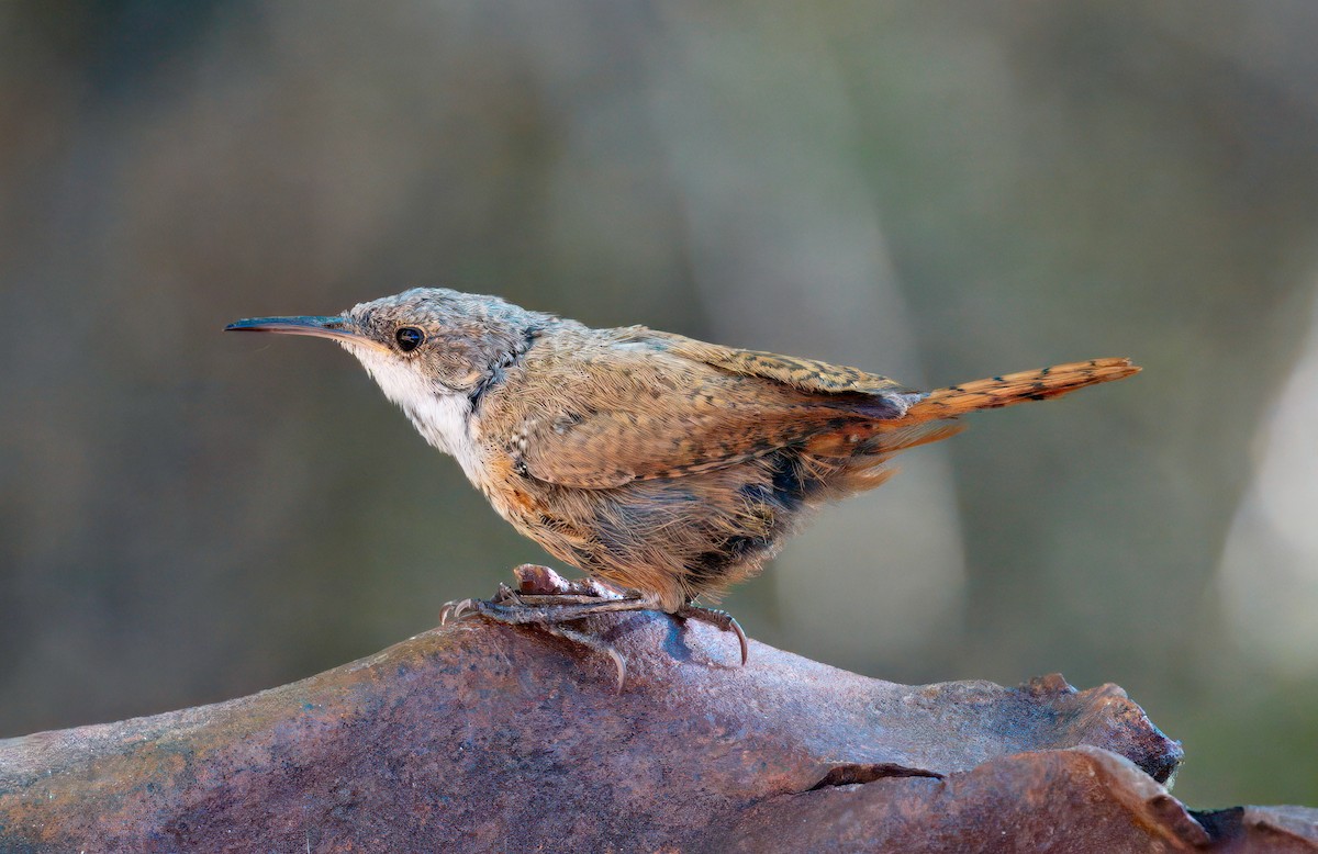 Canyon Wren - ML641834384
