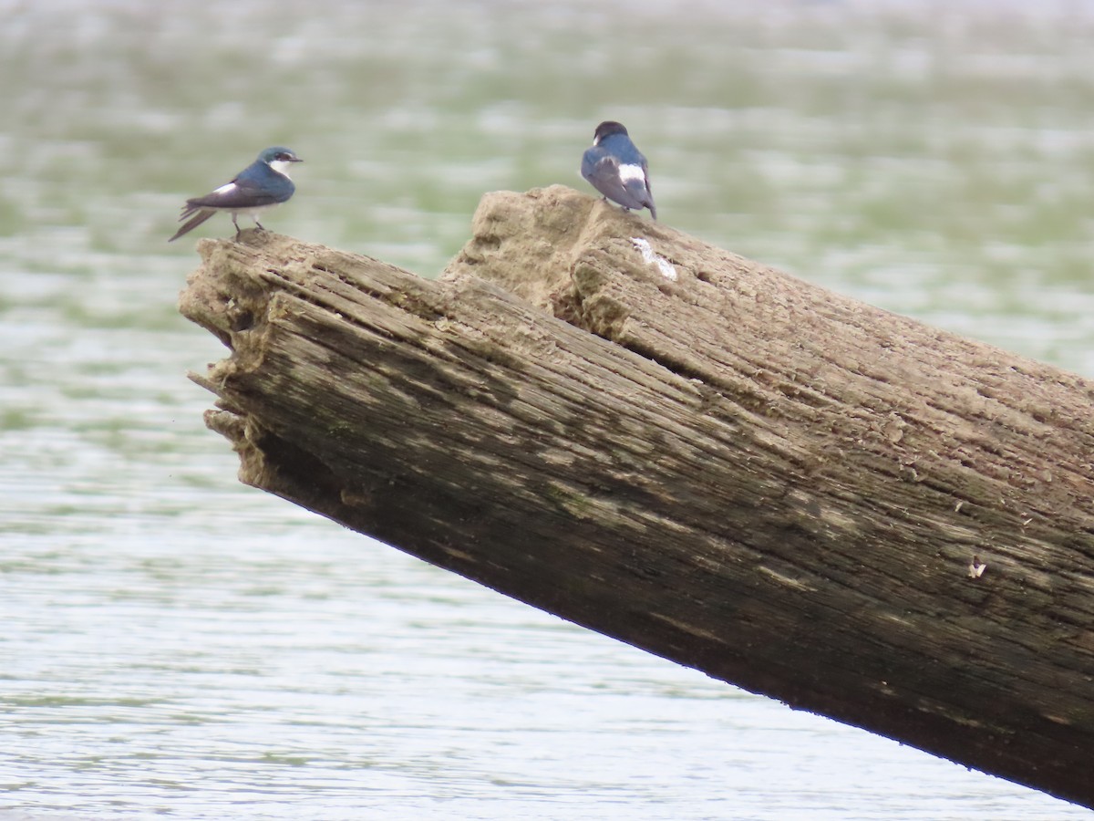 Mangrove Swallow - ML641834389