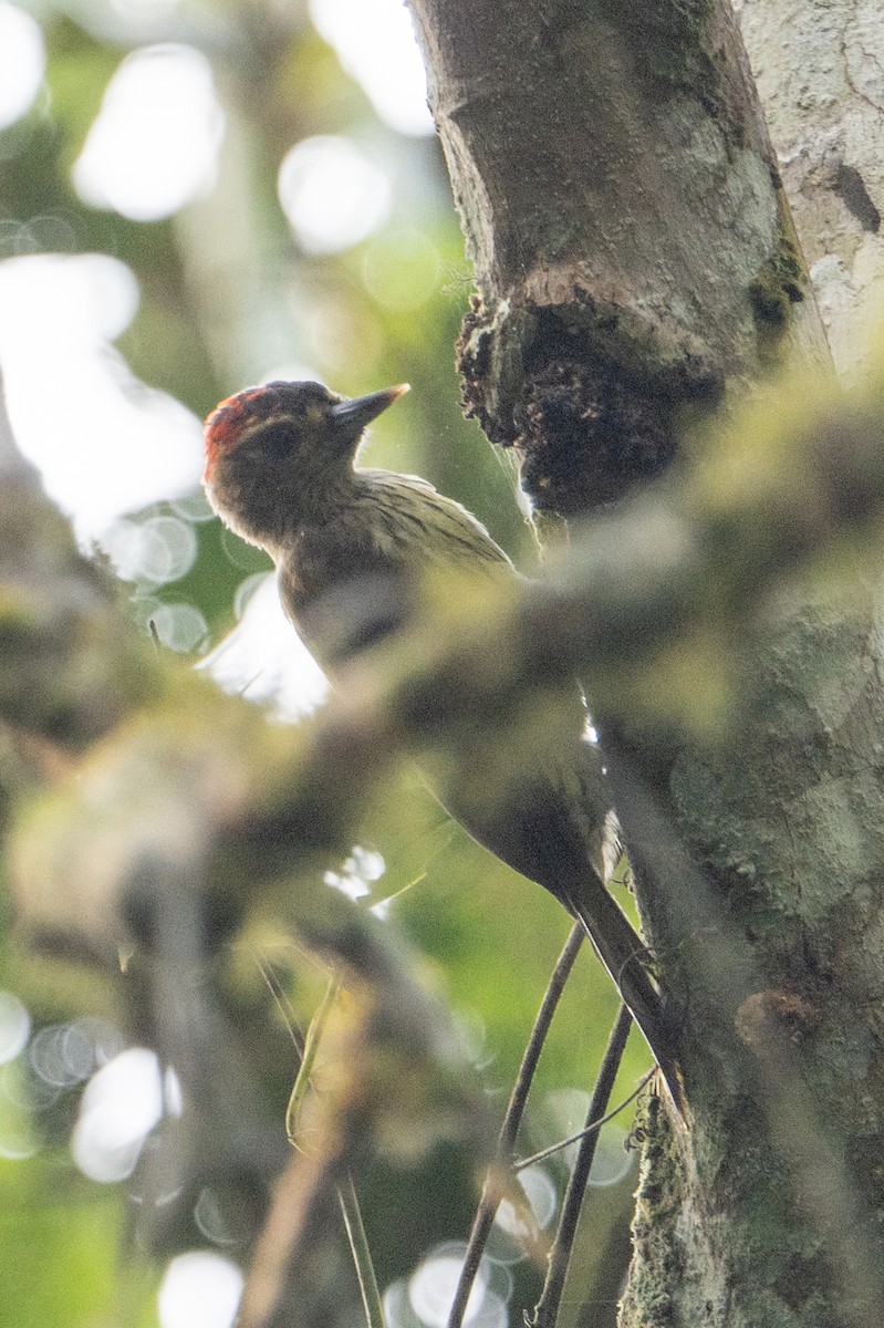 Elliot's Woodpecker (Elliot's) - ML641834393
