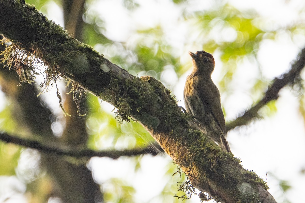 Elliot's Woodpecker (Elliot's) - ML641834416