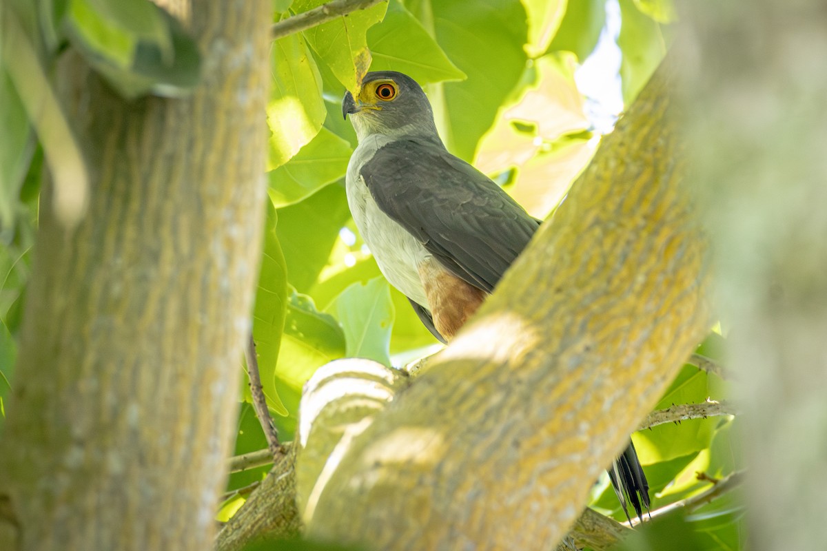 Sharp-shinned Hawk (Plain-breasted) - ML641834418