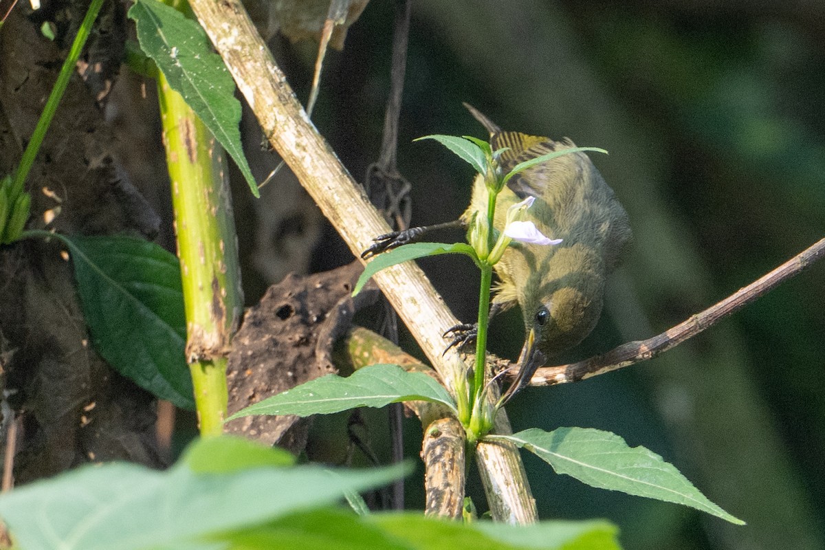 Olive Sunbird - ML641834427