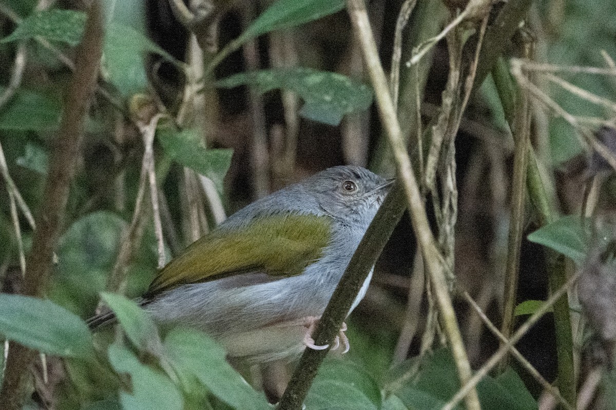 Grünmantel-Bogenflügel [brevicaudata-Gruppe] - ML641834443