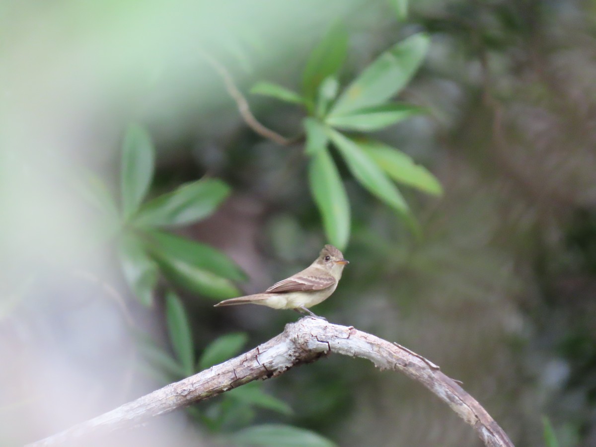 Northern Tropical Pewee - ML641834472
