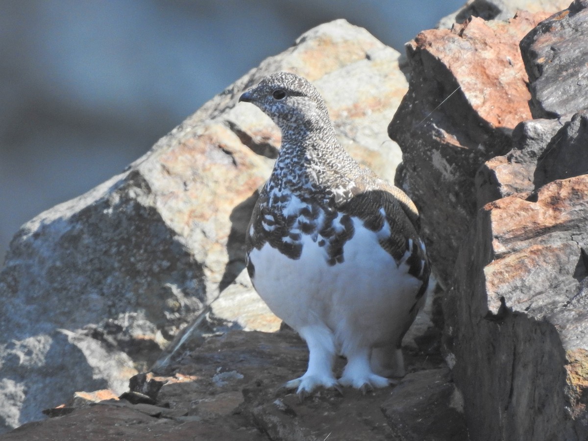 White-tailed Ptarmigan - ML641834474