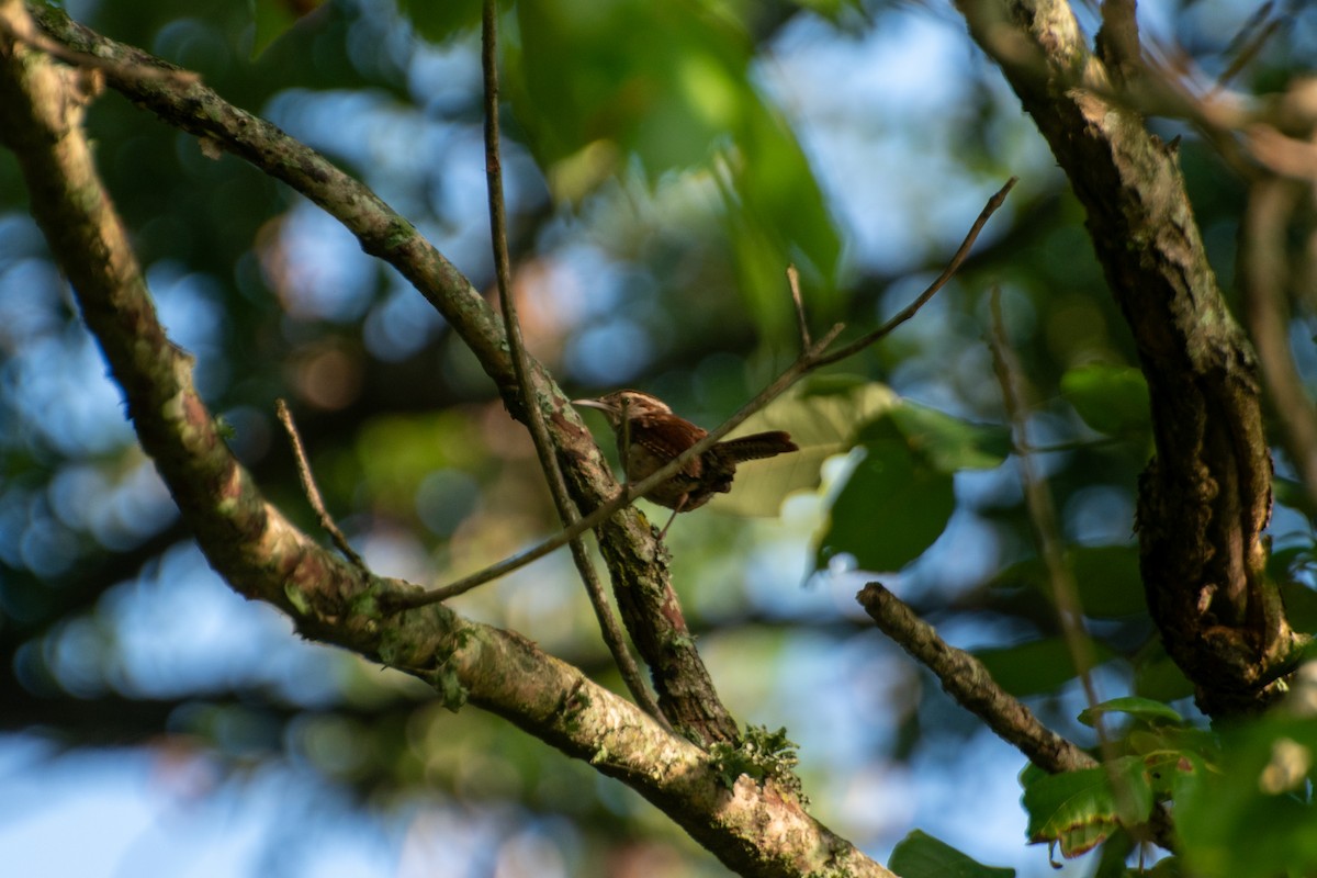 Carolina Wren - ML641834480