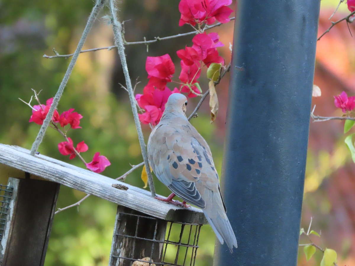 Mourning Dove - ML641834515