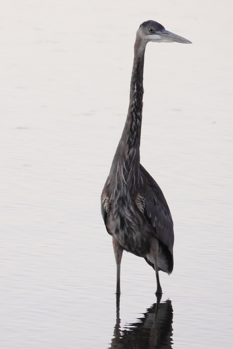 Great Blue Heron - ML641834521