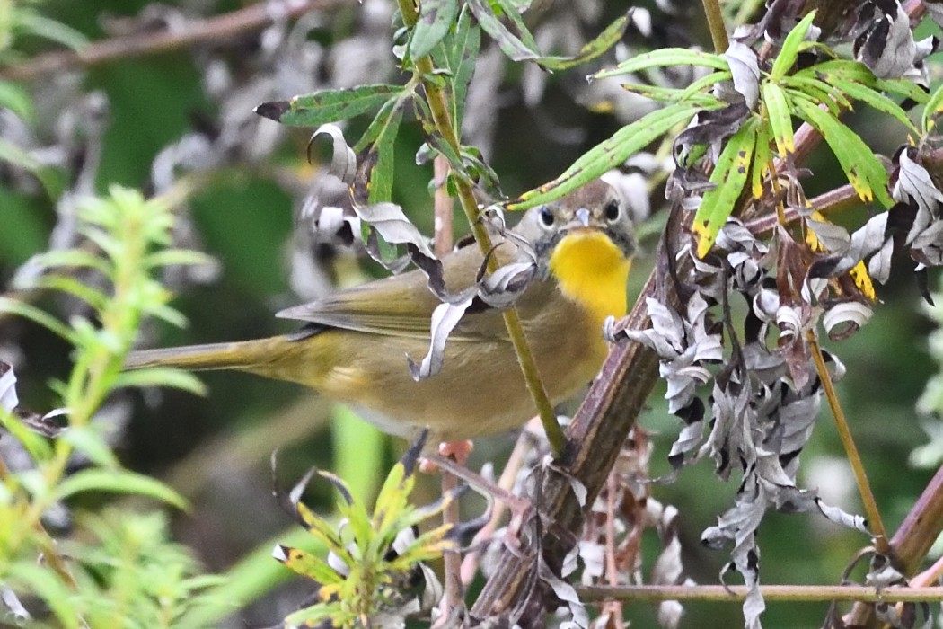 Common Yellowthroat - ML641834522