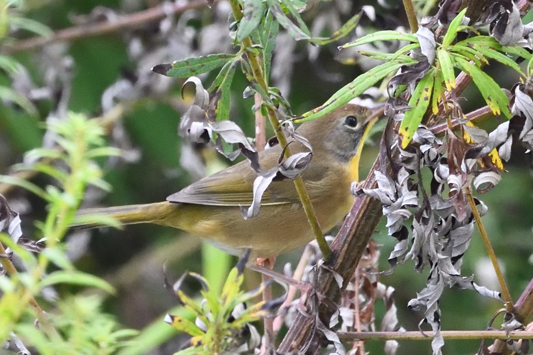 Common Yellowthroat - ML641834526