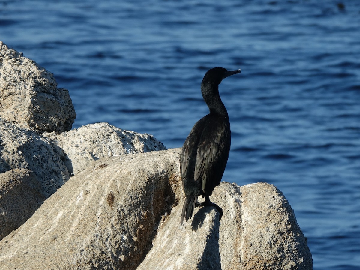 Brandt's Cormorant - ML641834529