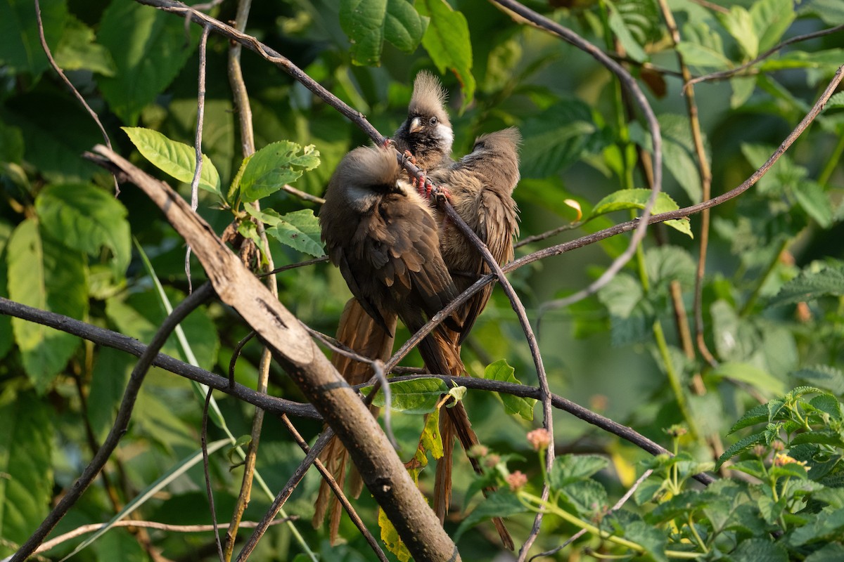 Speckled Mousebird - ML641834530