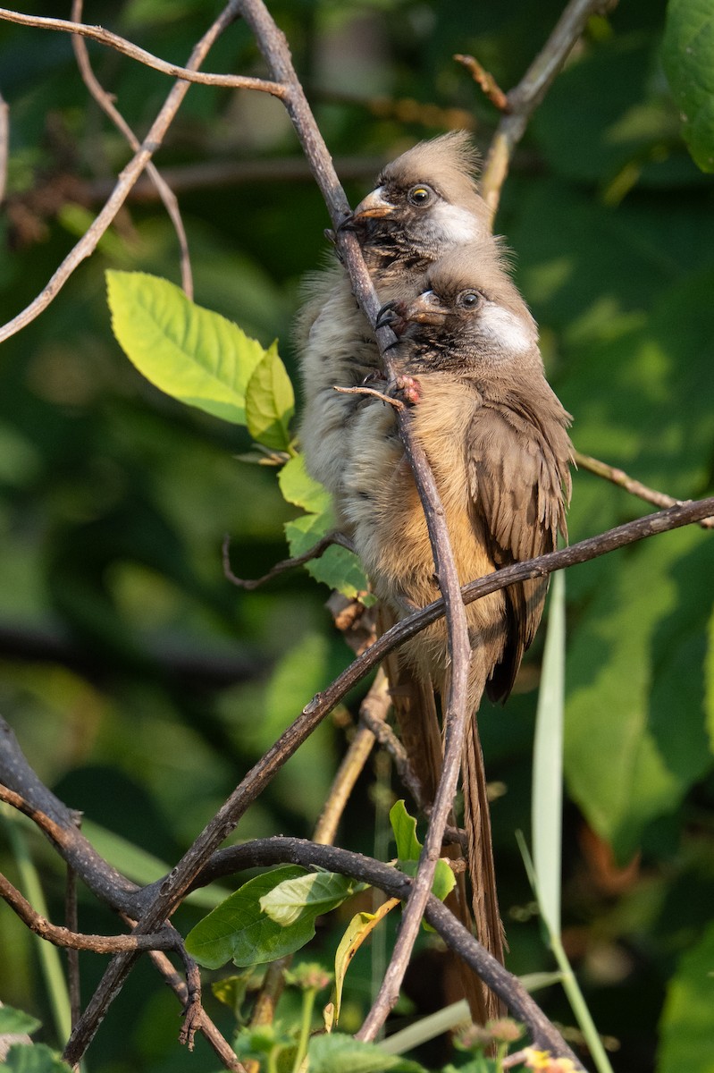 Speckled Mousebird - ML641834531