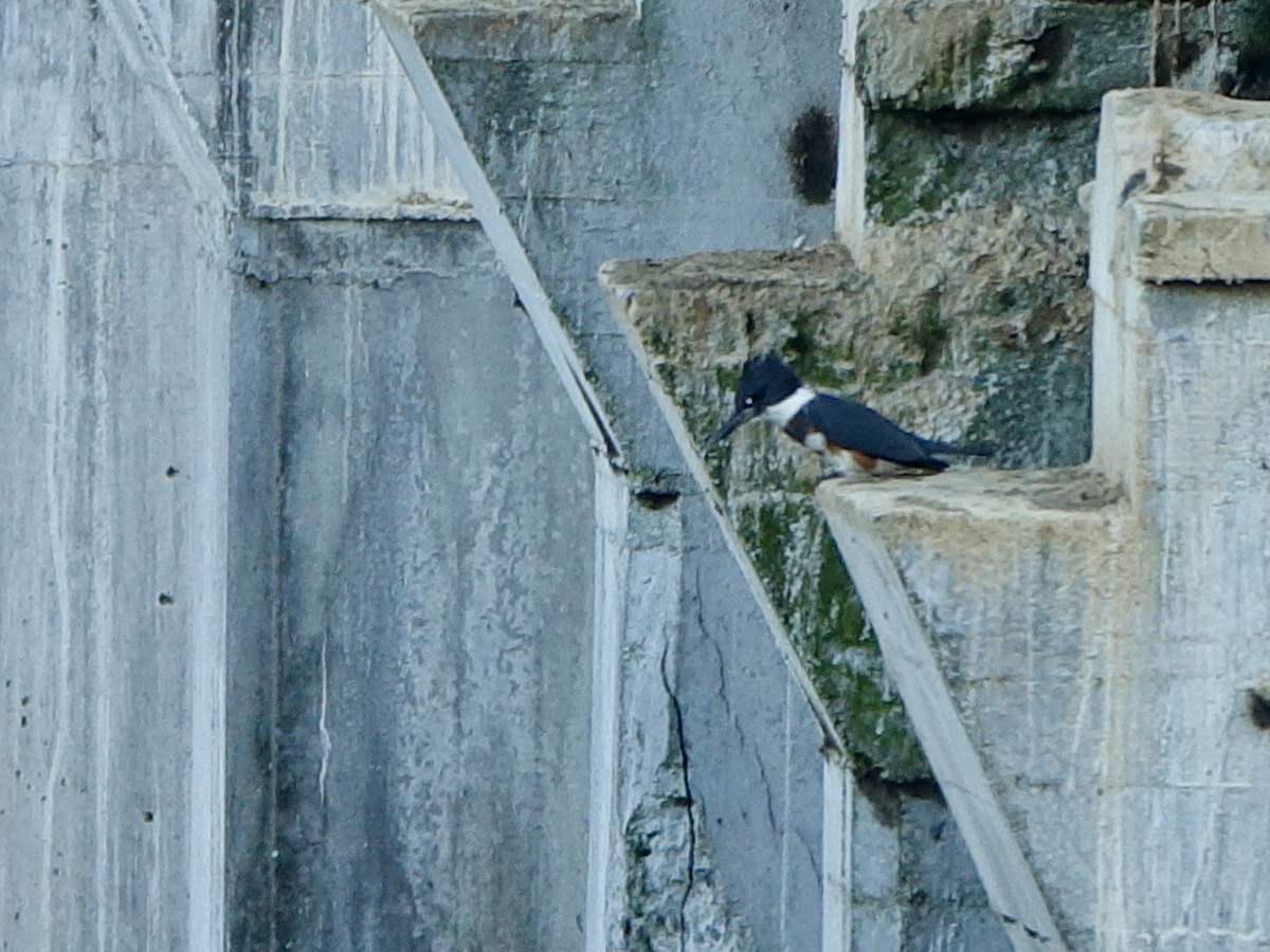 Belted Kingfisher - ML641834533