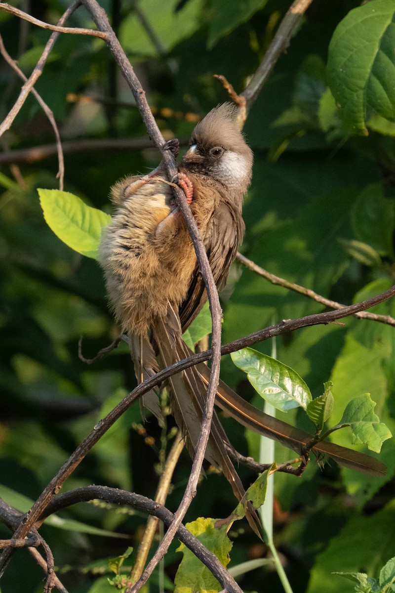 Speckled Mousebird - ML641834534