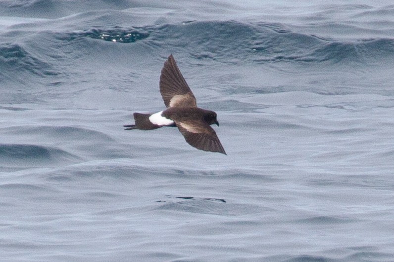 Wilson's Storm-Petrel - ML641834535