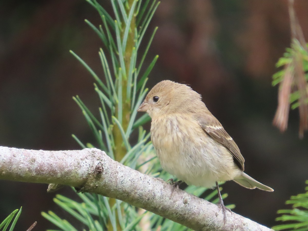 Lazuli Bunting - ML641834537