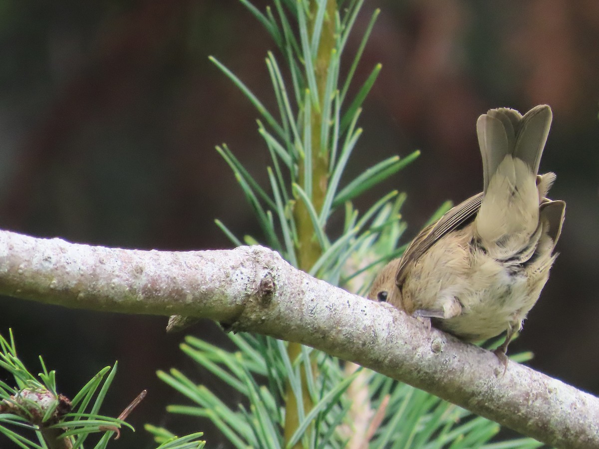 Lazuli Bunting - ML641834538