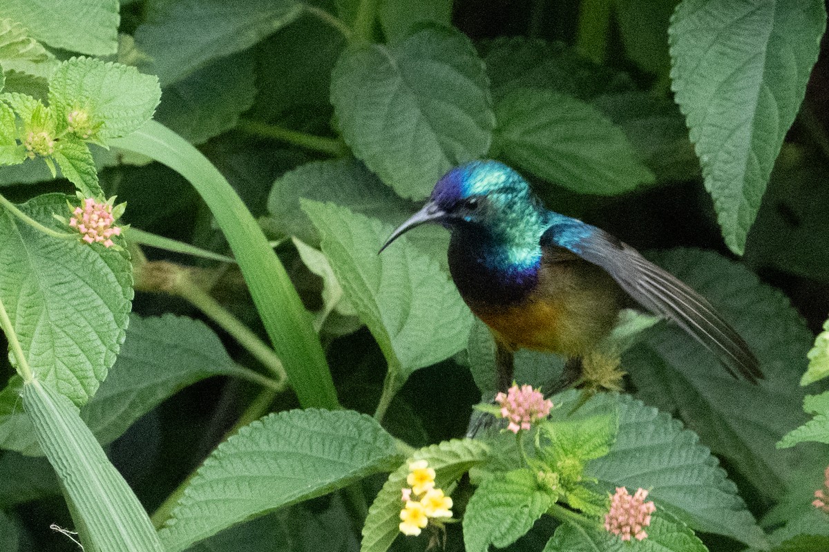 Variable Sunbird - ML641834539