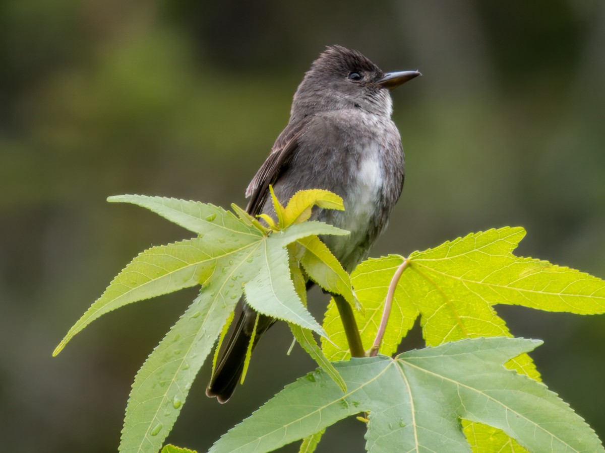Olive-sided Flycatcher - ML641834540