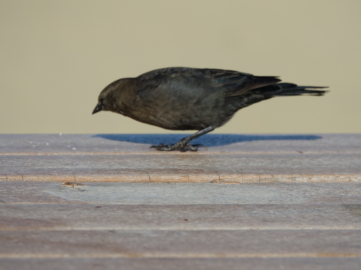 Brewer's Blackbird - ML641834542