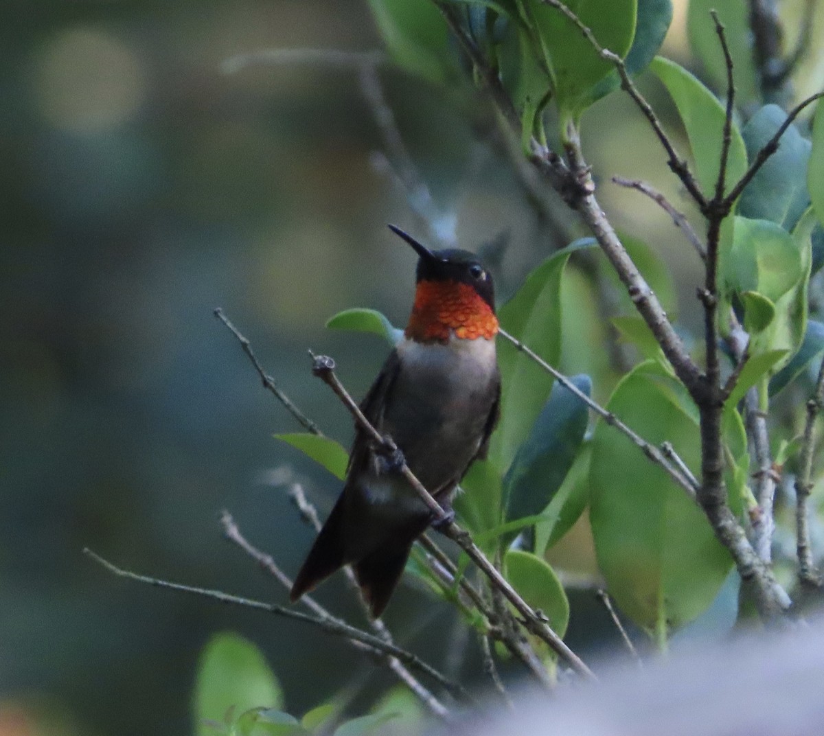 Ruby-throated Hummingbird - ML641834543