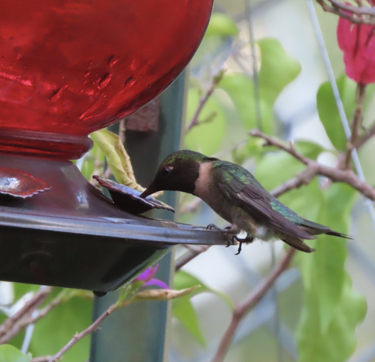 Ruby-throated Hummingbird - ML641834545