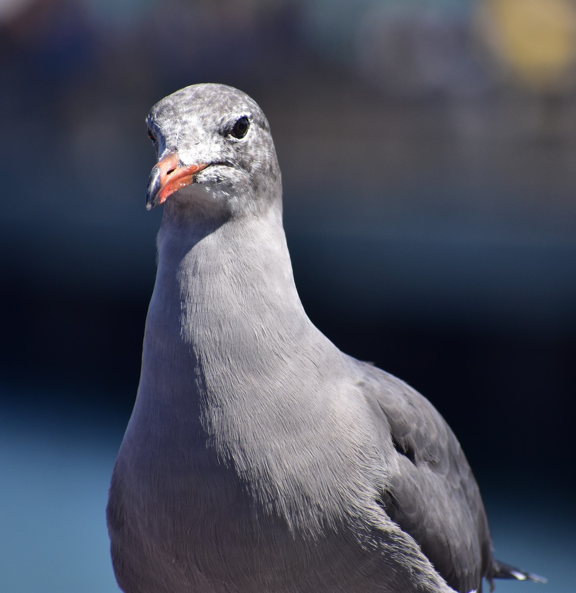 Heermann's Gull - ML641834546