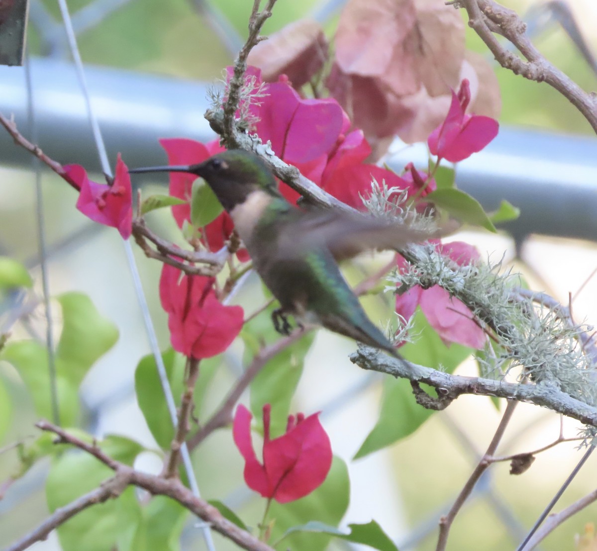 Ruby-throated Hummingbird - ML641834547