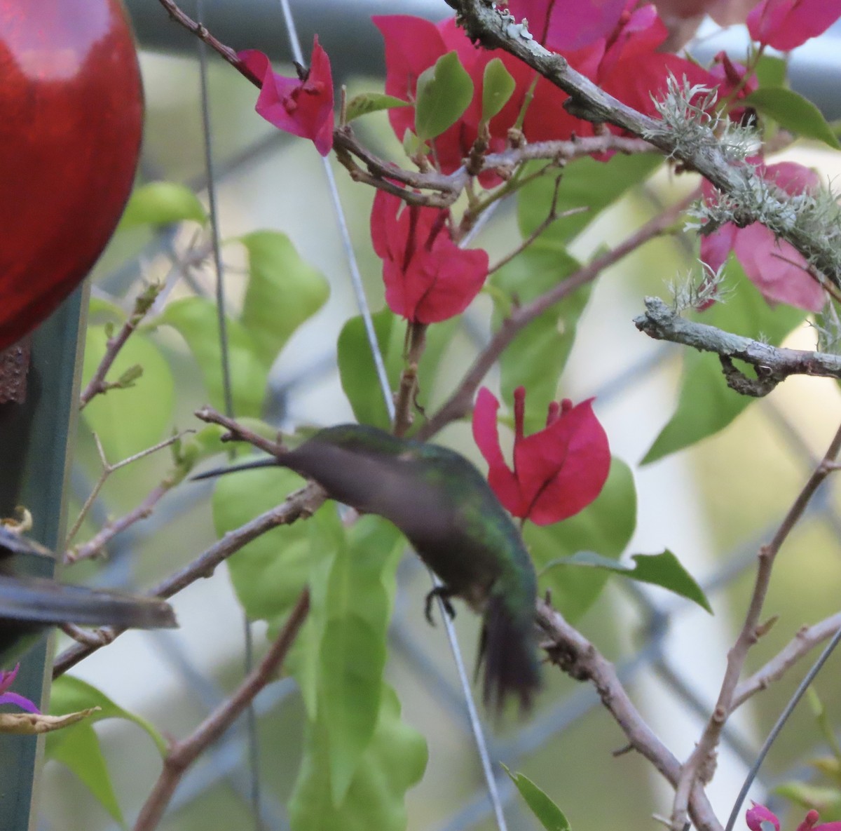 Ruby-throated Hummingbird - ML641834548