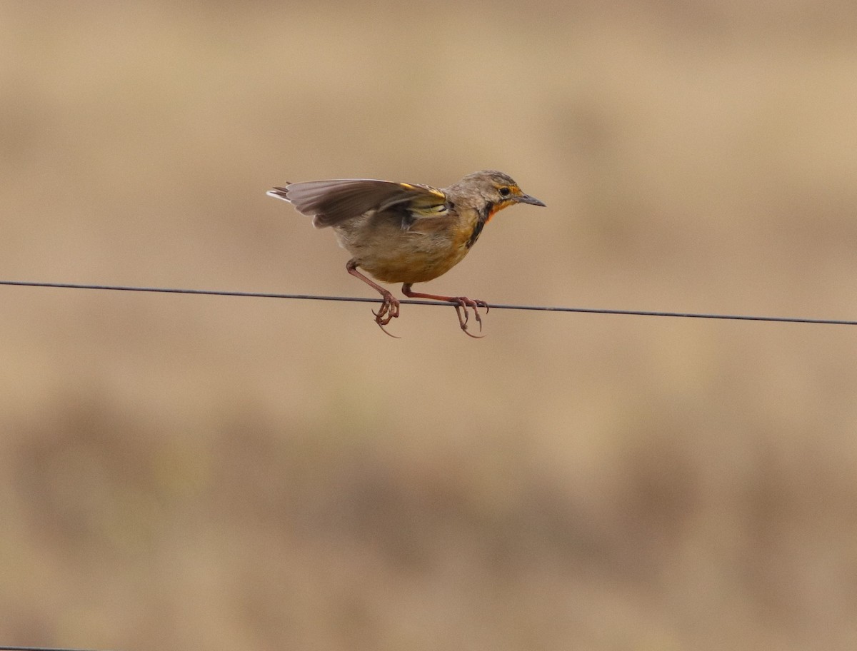 Orange-throated Longclaw - ML641834549