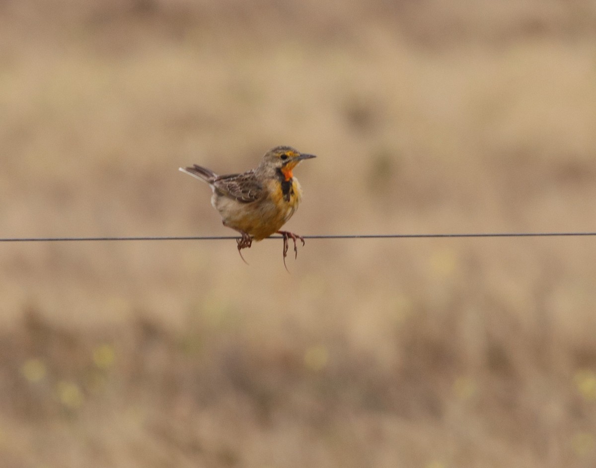 Orange-throated Longclaw - ML641834550
