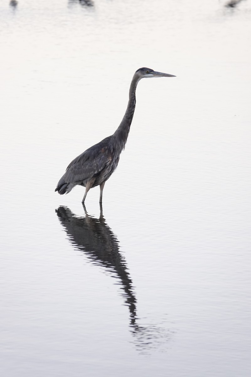 Great Blue Heron - ML641834552