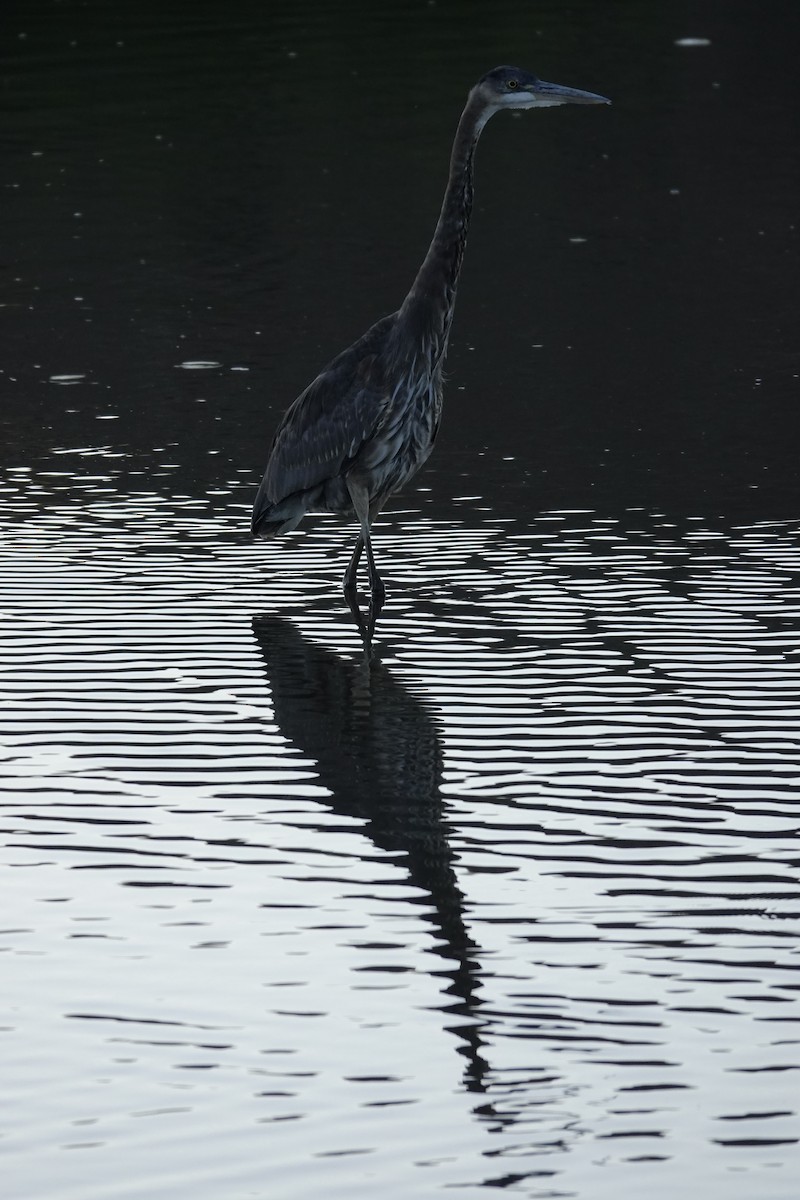 Great Blue Heron - ML641834553