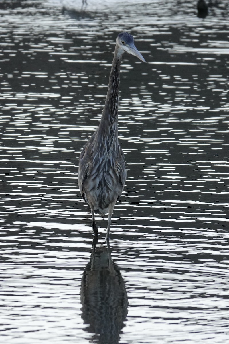 Great Blue Heron - ML641834554