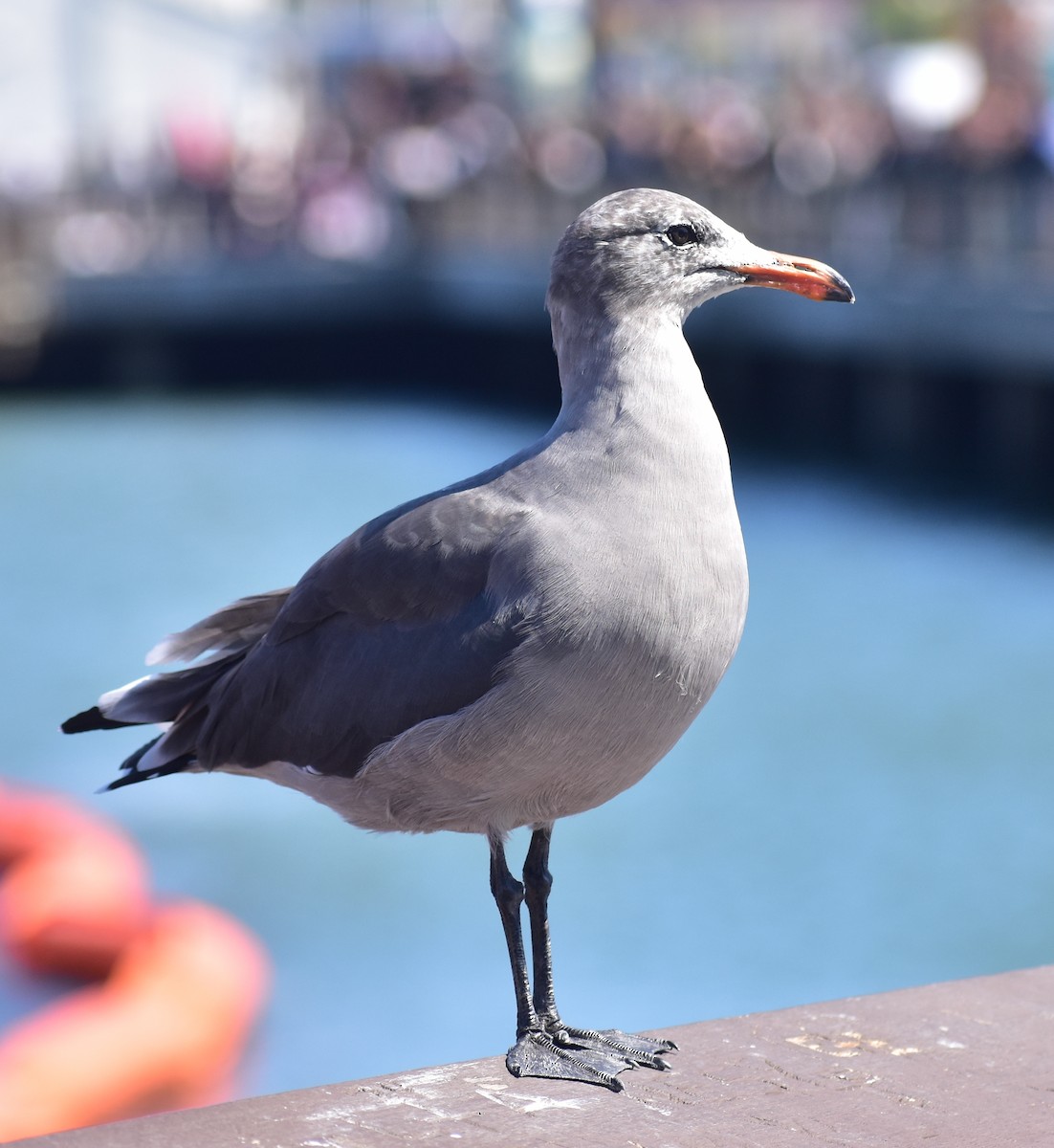 Heermann's Gull - ML641834555