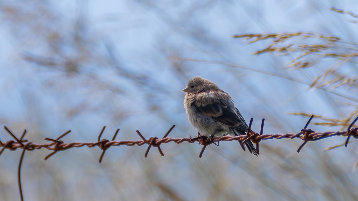 Twite - ML641834556