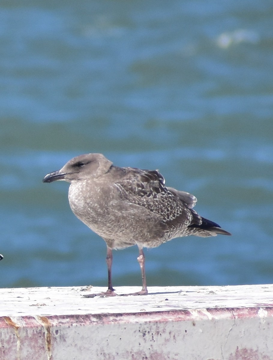 Western Gull - ML641834558