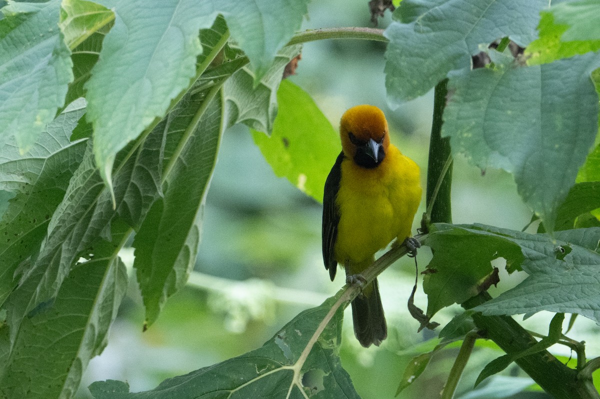 Black-necked Weaver - ML641834559