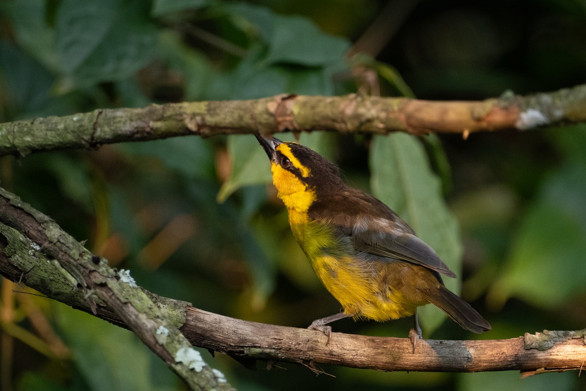 Black-necked Weaver - ML641834570