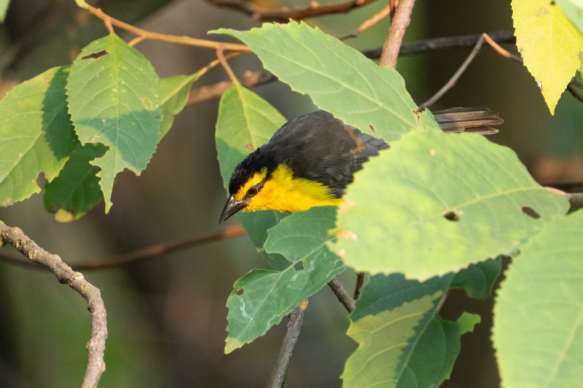 Black-necked Weaver - ML641834573