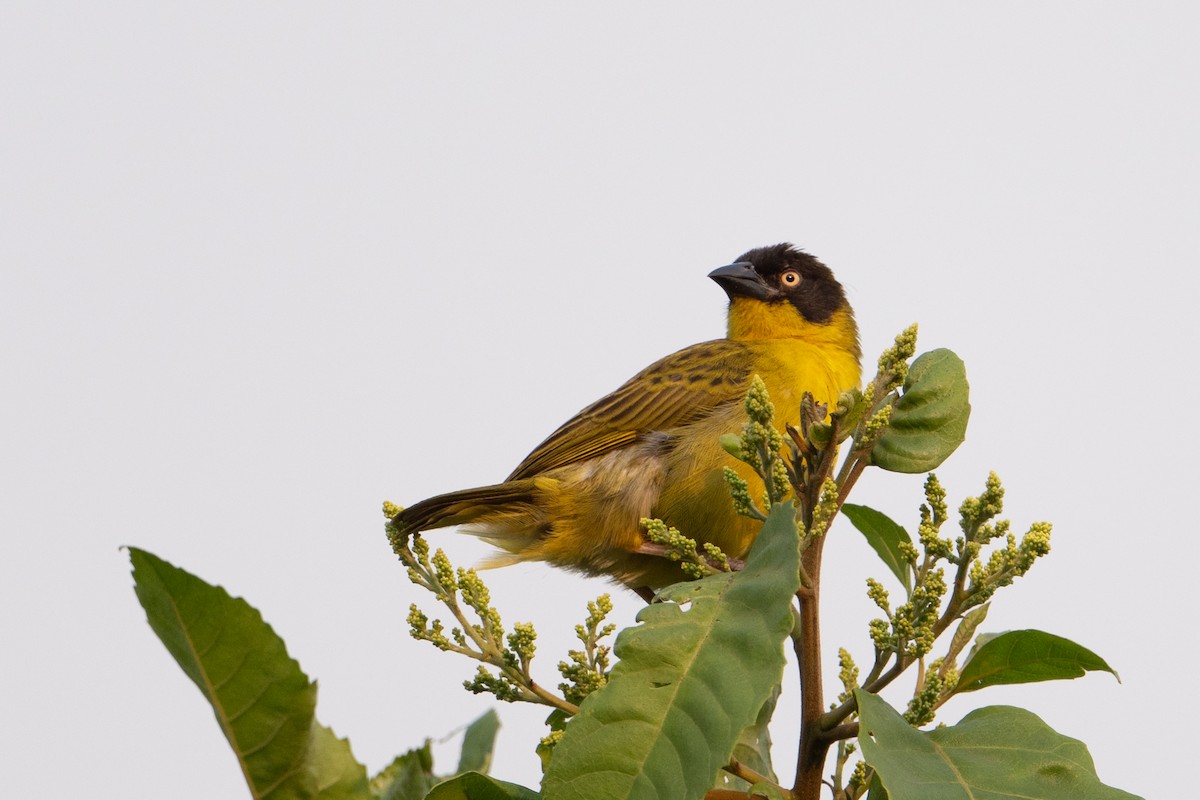 Baglafecht Weaver - ML641834579