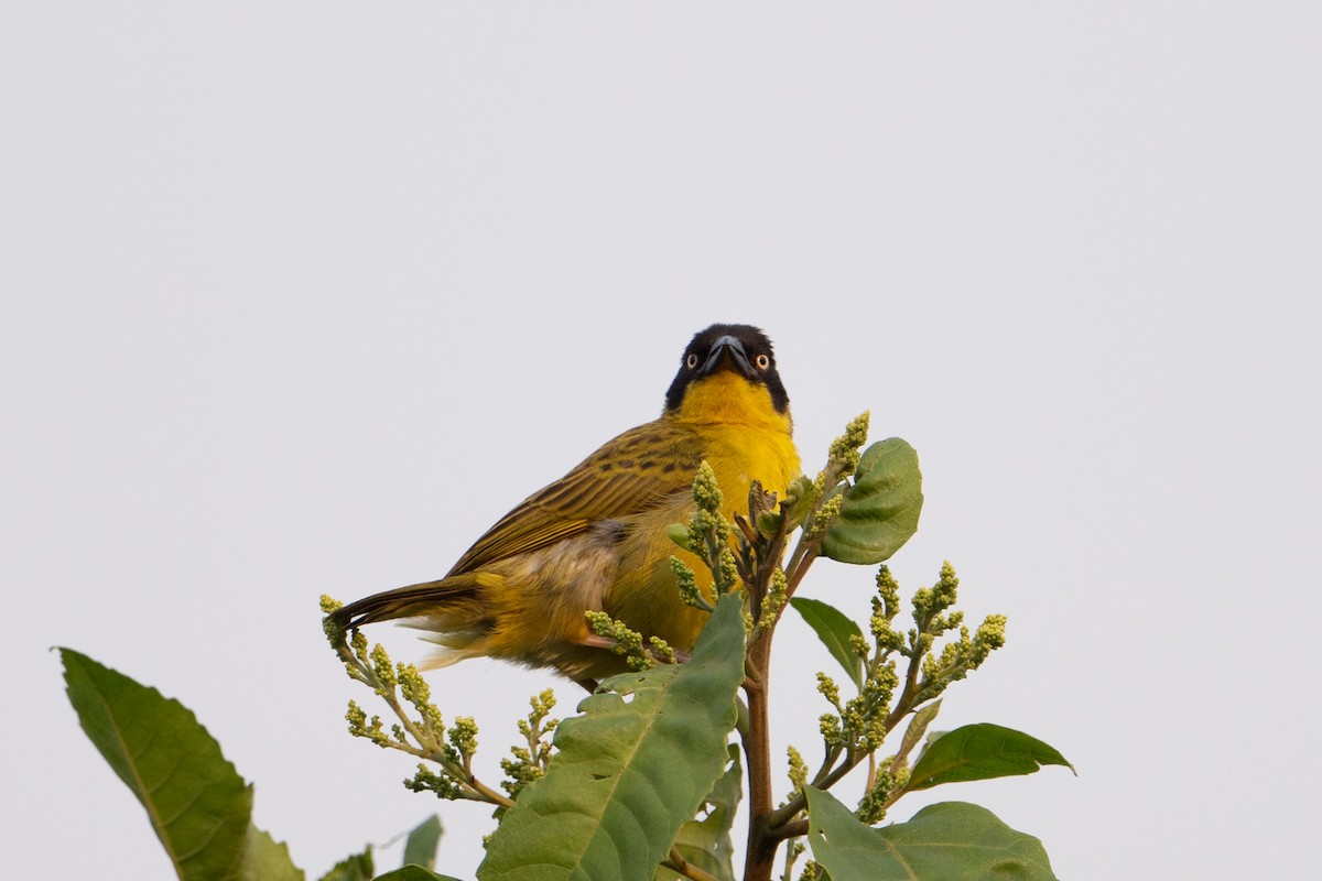 Baglafecht Weaver - ML641834584